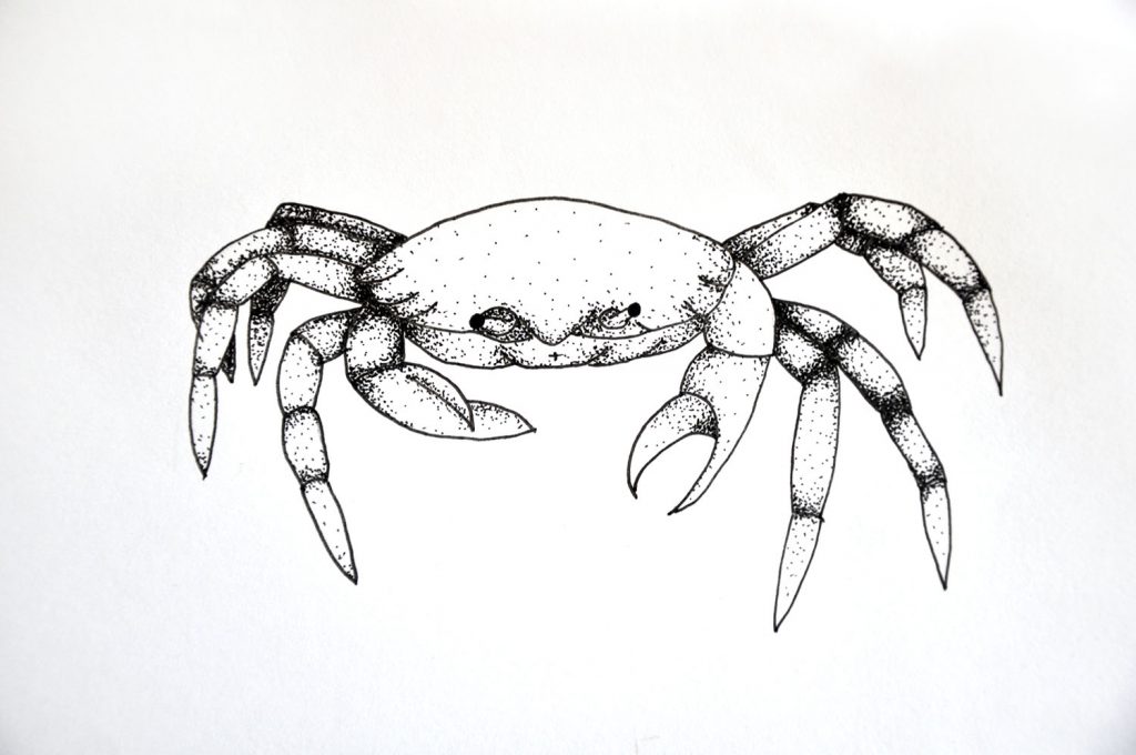 dessin_003-crabe