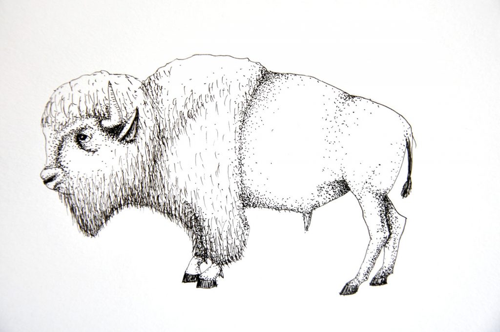 dessin_014-bison